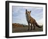 The Curious Fox-Gert Van-Framed Premium Photographic Print