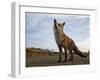 The Curious Fox-Gert Van-Framed Premium Photographic Print