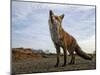 The Curious Fox-Gert Van-Mounted Premium Photographic Print