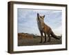 The Curious Fox-Gert Van-Framed Photographic Print