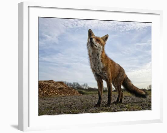 The Curious Fox-Gert Van-Framed Photographic Print