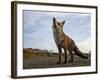 The Curious Fox-Gert Van-Framed Photographic Print