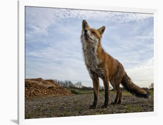 The Curious Fox-Gert Van-Framed Photographic Print