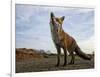 The Curious Fox-Gert Van-Framed Photographic Print