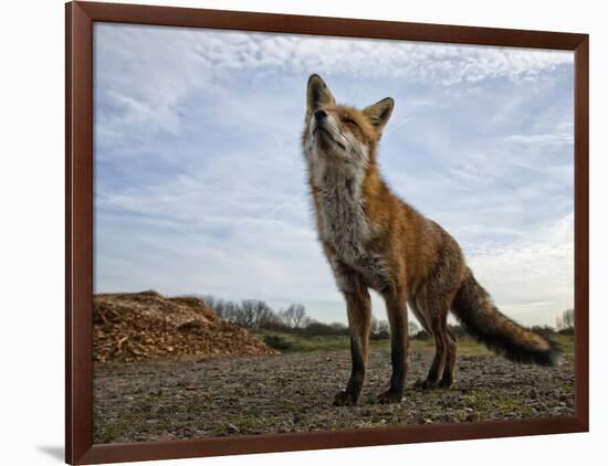 The Curious Fox-Gert Van-Framed Photographic Print