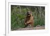 The Curious Groundhog Left Hibernation.-YevgeniyDr-Framed Photographic Print