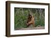 The Curious Groundhog Left Hibernation.-YevgeniyDr-Framed Photographic Print