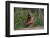 The Curious Groundhog Left Hibernation.-YevgeniyDr-Framed Photographic Print