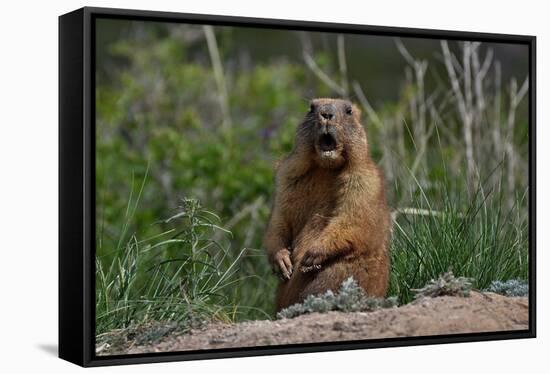 The Curious Groundhog Left Hibernation.-YevgeniyDr-Framed Stretched Canvas