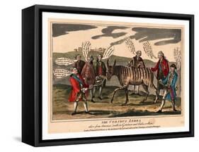 The Curious Zebra Alive from America! Walk in Gem'Men and Ladies-null-Framed Stretched Canvas