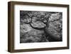 The Curved Lines of an Antarctic Beech Trunk Flow into Los Glacieres National Park in Argentina-Jay Goodrich-Framed Photographic Print