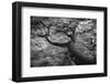 The Curved Lines of an Antarctic Beech Trunk Flow into Los Glacieres National Park in Argentina-Jay Goodrich-Framed Photographic Print