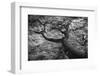 The Curved Lines of an Antarctic Beech Trunk Flow into Los Glacieres National Park in Argentina-Jay Goodrich-Framed Photographic Print