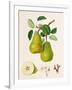 The D'Auch Pear, 1817-William Hooker-Framed Giclee Print