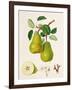 The D'Auch Pear, 1817-William Hooker-Framed Giclee Print