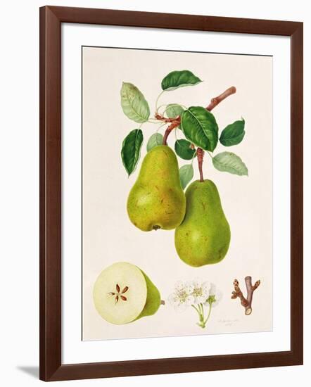 The D'Auch Pear, 1817-William Hooker-Framed Giclee Print