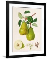 The D'Auch Pear, 1817-William Hooker-Framed Giclee Print