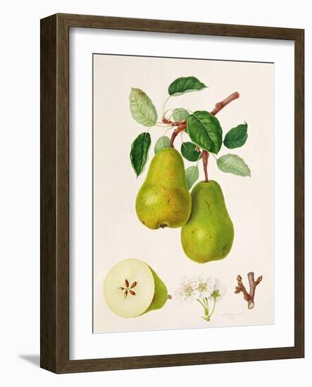 The D'Auch Pear, 1817-William Hooker-Framed Giclee Print