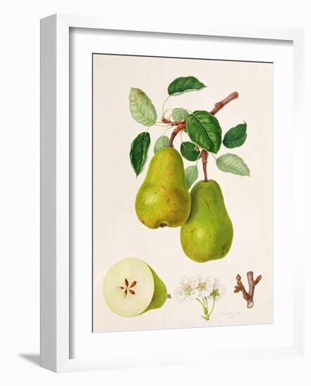 The D'Auch Pear, 1817-William Hooker-Framed Giclee Print