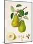 The D'Auch Pear, 1817-William Hooker-Mounted Giclee Print