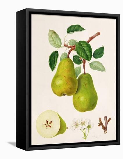 The D'Auch Pear, 1817-William Hooker-Framed Stretched Canvas