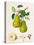 The D'Auch Pear, 1817-William Hooker-Stretched Canvas