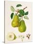 The D'Auch Pear, 1817-William Hooker-Stretched Canvas