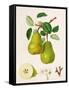 The D'Auch Pear, 1817-William Hooker-Framed Stretched Canvas