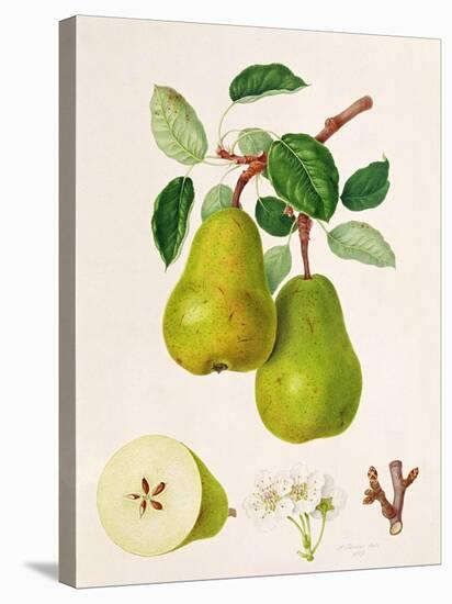 The D'Auch Pear, 1817-William Hooker-Stretched Canvas