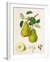 The D'Auch Pear, 1817-William Hooker-Framed Giclee Print