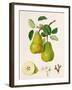 The D'Auch Pear, 1817-William Hooker-Framed Giclee Print