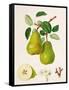 The D'Auch Pear, 1817-William Hooker-Framed Stretched Canvas