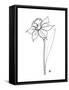 The Daffodil-Hanna Lee Tidd-Framed Stretched Canvas