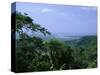 The Daintree Rainforest, Cape Tribulation National Park, Queensland, Australia-Fraser Hall-Stretched Canvas