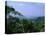 The Daintree Rainforest, Cape Tribulation National Park, Queensland, Australia-Fraser Hall-Stretched Canvas