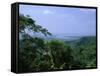 The Daintree Rainforest, Cape Tribulation National Park, Queensland, Australia-Fraser Hall-Framed Stretched Canvas