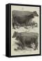 The Dairy Show at the Agricultural Hall, Prize Cows-Harrison William Weir-Framed Stretched Canvas