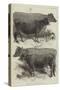 The Dairy Show at the Agricultural Hall, Prize Cows-Harrison William Weir-Stretched Canvas