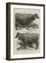 The Dairy Show at the Agricultural Hall, Prize Cows-Harrison William Weir-Framed Giclee Print