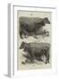 The Dairy Show at the Agricultural Hall, Prize Cows-Harrison William Weir-Framed Giclee Print