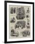 The Dairy Show at the Agricultural Hall-null-Framed Giclee Print