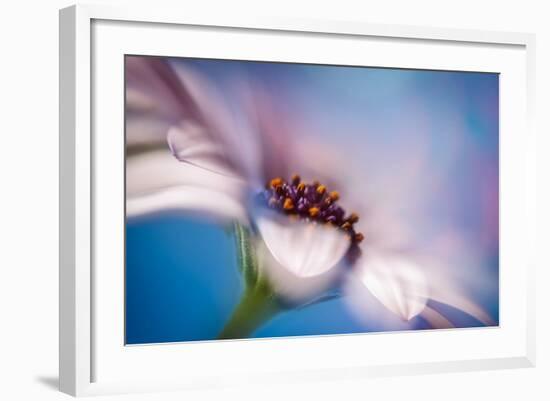 The Daisy Experiment-Ursula Abresch-Framed Photographic Print