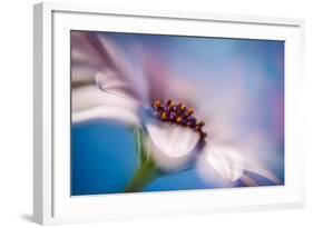 The Daisy Experiment-Ursula Abresch-Framed Photographic Print