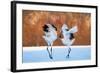 The Dance of Love-C. Mei-Framed Photographic Print