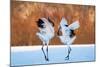 The Dance of Love-C. Mei-Mounted Photographic Print