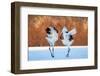 The Dance of Love-C. Mei-Framed Photographic Print