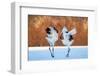 The Dance of Love-C. Mei-Framed Photographic Print