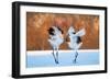 The Dance of Love-C. Mei-Framed Photographic Print