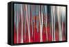 The dance of Trees-Marco Carmassi-Framed Stretched Canvas