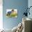 The Dandelion-Clive Uptton-Giclee Print displayed on a wall